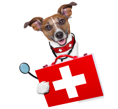 medical doctor dog beside a blank banner